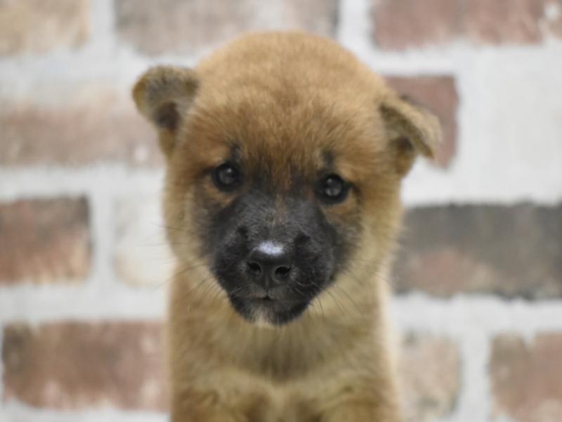 愛知県の柴犬(標準サイズ) (ワンラブららぽーと愛知東郷店/2025年7月25日生まれ/女の子/赤)の子犬