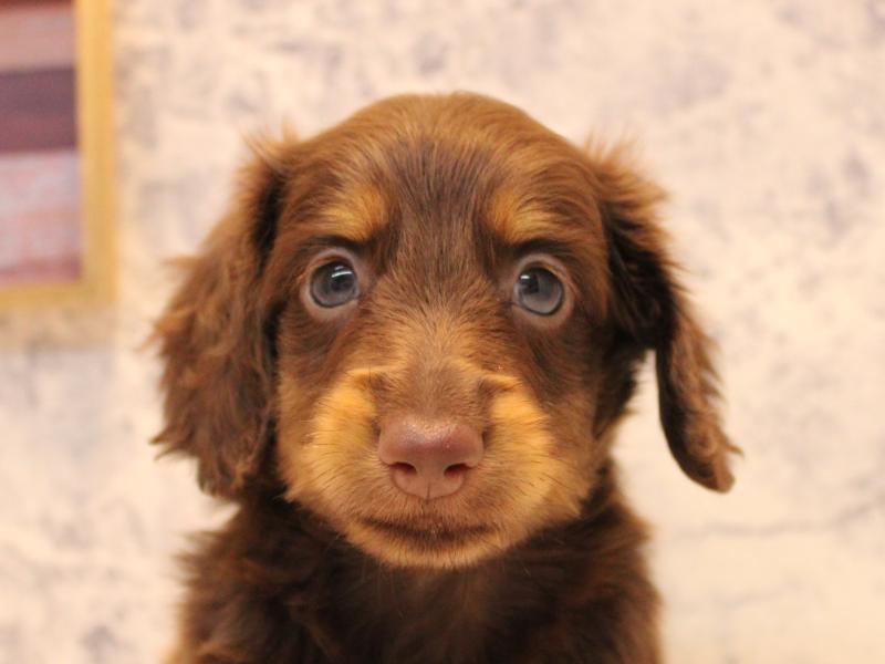 埼玉県のミニチュアダックスフンド(ロング) (ワンラブ埼玉寄居店/2025年7月30日生まれ/男の子/チョコレートタン)の子犬の1枚目の画像