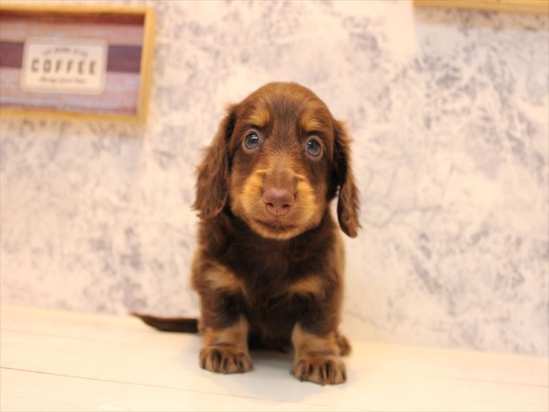 埼玉県のミニチュアダックスフンド(ロング) (ワンラブ埼玉寄居店/2025年7月30日生まれ/男の子/チョコレートタン)の子犬の3枚目の画像