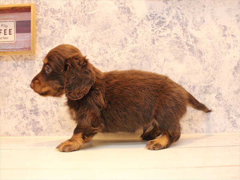 埼玉県のミニチュアダックスフンド(ロング) (ワンラブ埼玉寄居店/2025年7月30日生まれ/男の子/チョコレートタン)の子犬の2枚目の画像