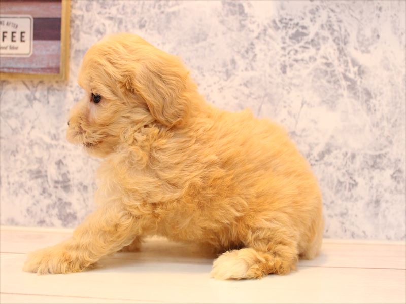千葉県のマルプー(マルチーズ×プードル) (ワンラブユニモちはら台店/2025年8月1日生まれ/男の子/アプリコット)の子犬の3枚目の画像