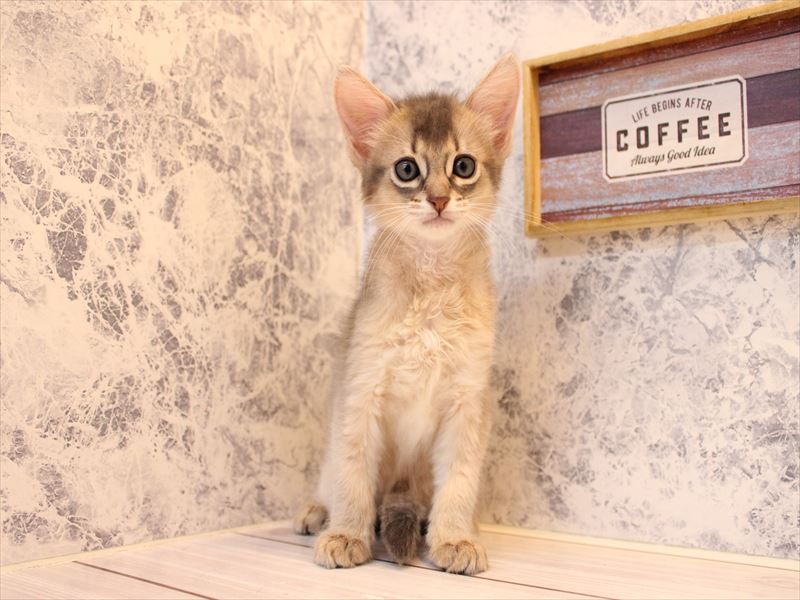 東京都のソマリ (ワンラブイーアス高尾店/2025年8月1日生まれ/女の子/ブルー)の子猫の2枚目の画像