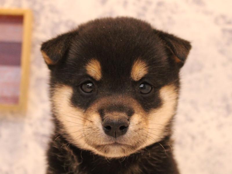 千葉県の柴犬(標準サイズ) (ワンラブユニモちはら台店/2025年8月2日生まれ/男の子/黒)の子犬の1枚目の画像