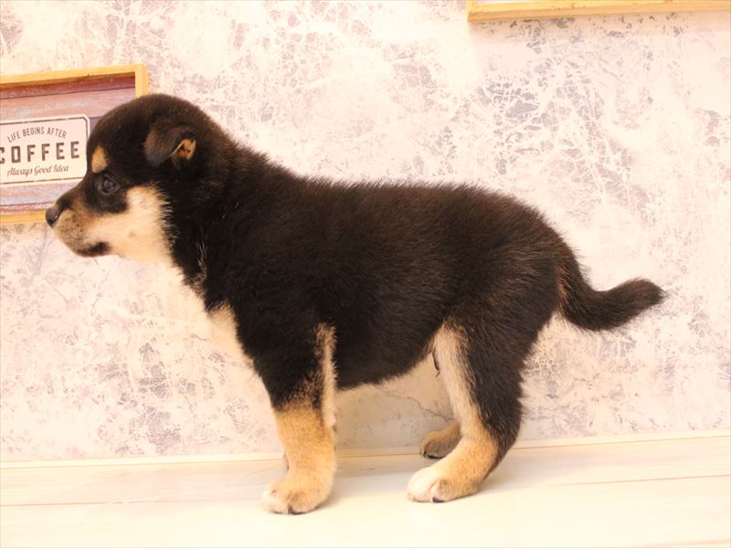 千葉県の柴犬(標準サイズ) (ワンラブユニモちはら台店/2025年8月2日生まれ/男の子/黒)の子犬の3枚目の画像