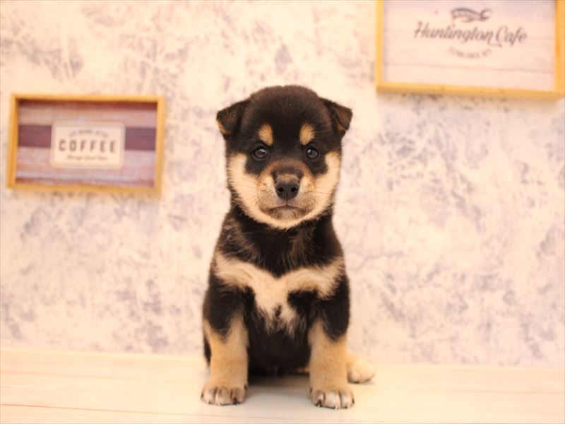 千葉県の柴犬(標準サイズ) (ワンラブユニモちはら台店/2025年8月2日生まれ/男の子/黒)の子犬の2枚目の画像