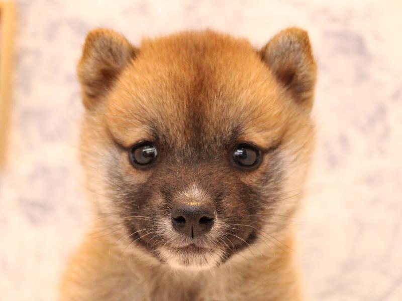 埼玉県の柴犬(標準サイズ) (ワンラブ埼玉寄居店/2025年8月2日生まれ/女の子/赤)の子犬の1枚目の画像
