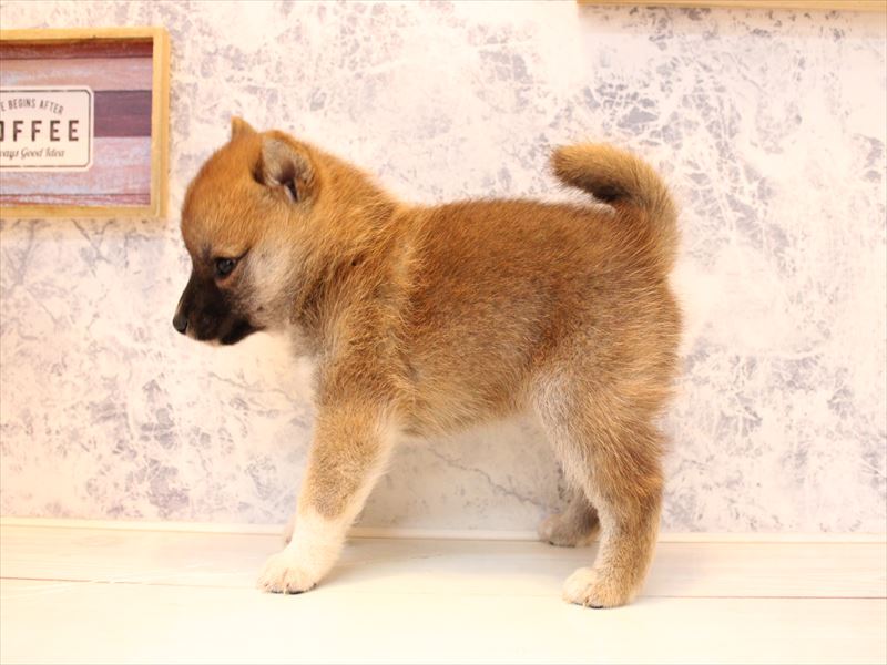 埼玉県の柴犬(標準サイズ) (ワンラブ埼玉寄居店/2025年8月2日生まれ/女の子/赤)の子犬の3枚目の画像