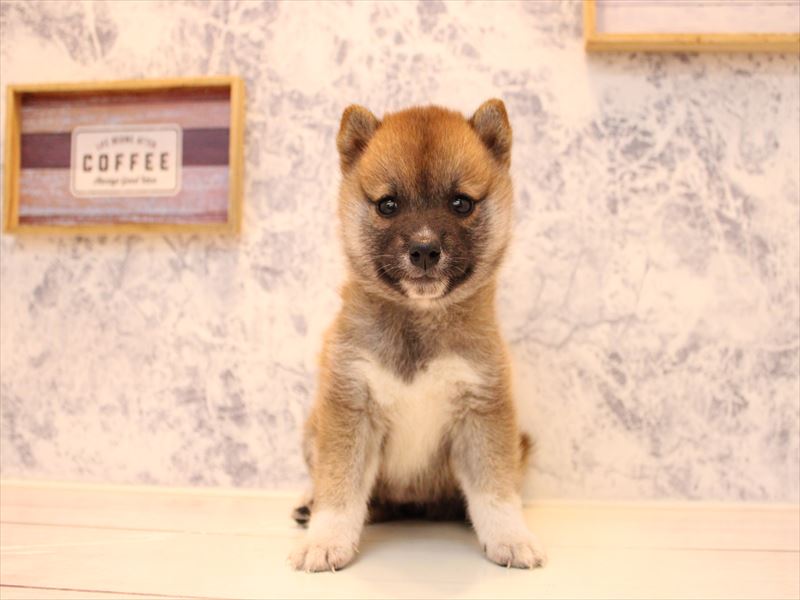 埼玉県の柴犬(標準サイズ) (ワンラブ埼玉寄居店/2025年8月2日生まれ/女の子/赤)の子犬の2枚目の画像