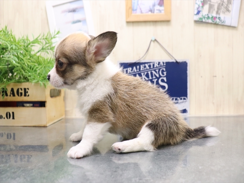 愛知県のチワコーギー(チワワ×コーギー) (ワンラブ名古屋守山インター総本店/2025年8月2日生まれ/男の子/レッドホワイト)の子犬の3枚目の画像
