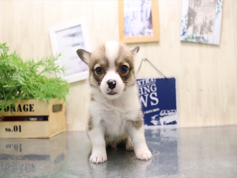 愛知県のチワコーギー(チワワ×コーギー) (ワンラブ名古屋守山インター総本店/2025年8月2日生まれ/男の子/レッドホワイト)の子犬の2枚目の画像