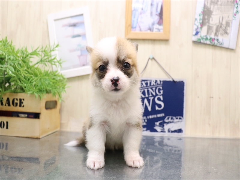 愛知県のチワコーギー(チワワ×コーギー) (ワンラブ名古屋守山インター総本店/2025年8月2日生まれ/男の子/レッドホワイト)の子犬の2枚目の画像