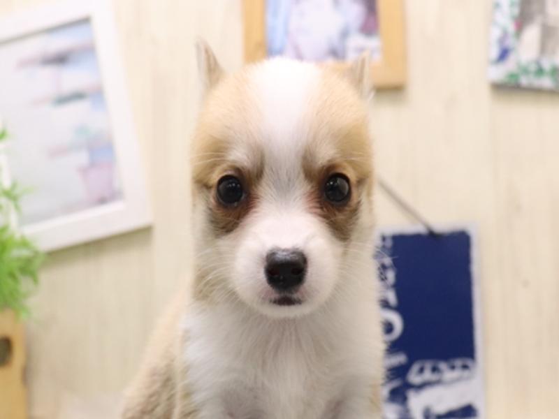 愛知県のチワコーギー(チワワ×コーギー) (ワンラブ名古屋守山インター総本店/2025年8月2日生まれ/男の子/レッドホワイト)の子犬の1枚目の画像