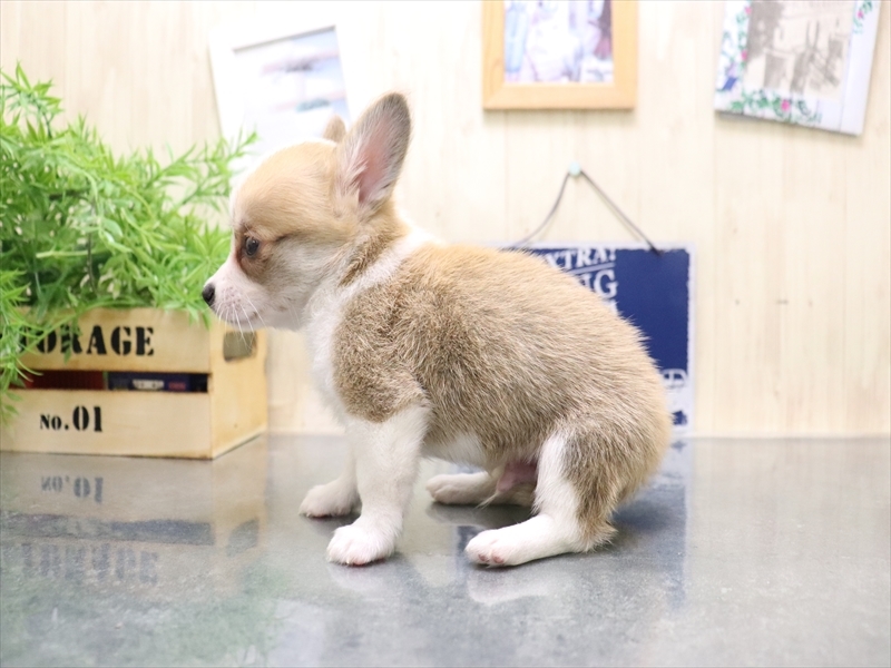 愛知県のチワコーギー(チワワ×コーギー) (ワンラブ名古屋守山インター総本店/2025年8月2日生まれ/男の子/レッドホワイト)の子犬の3枚目の画像