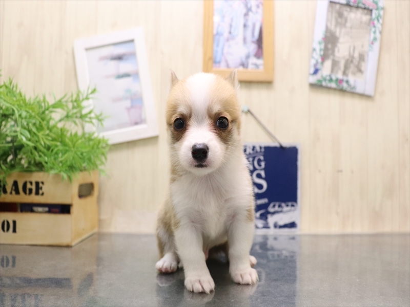 愛知県のチワコーギー(チワワ×コーギー) (ワンラブ名古屋守山インター総本店/2025年8月2日生まれ/男の子/レッドホワイト)の子犬の2枚目の画像