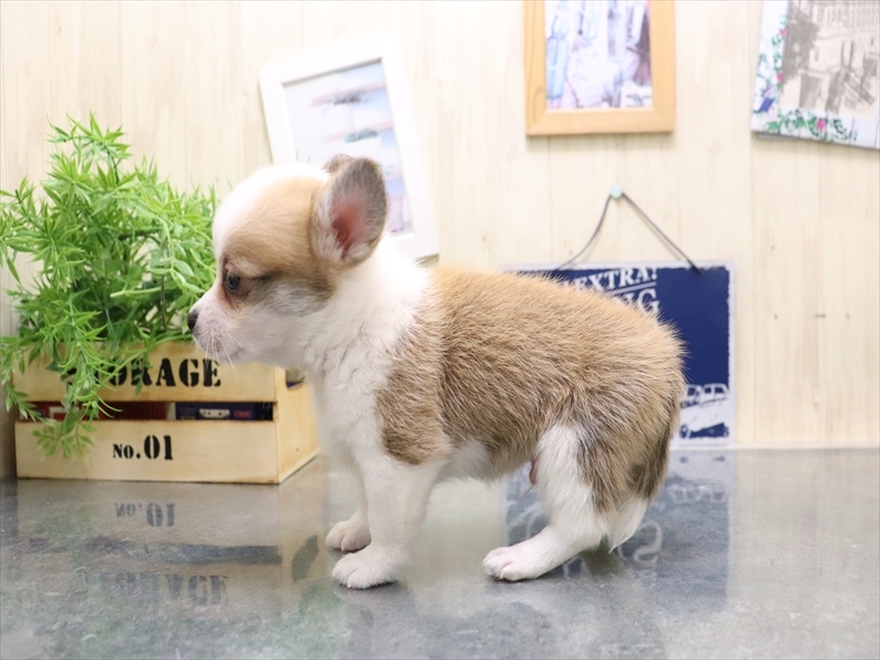 愛知県のチワコーギー(チワワ×コーギー) (ワンラブ名古屋守山インター総本店/2025年8月2日生まれ/男の子/レッドホワイト)の子犬の3枚目の画像
