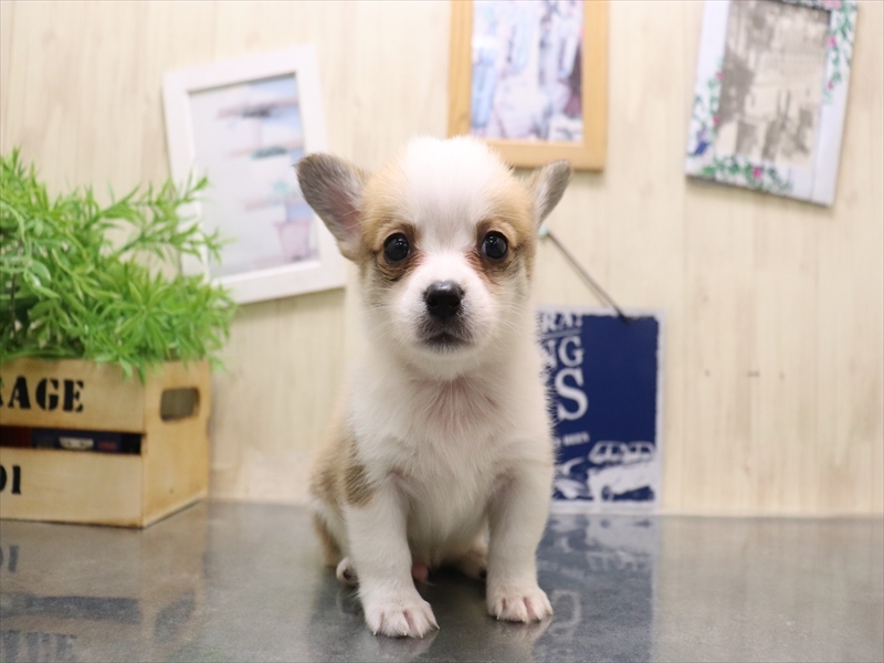 愛知県のチワコーギー(チワワ×コーギー) (ワンラブ名古屋守山インター総本店/2025年8月2日生まれ/男の子/レッドホワイト)の子犬の2枚目の画像