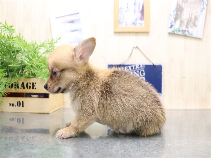 香川県のチワコーギー(チワワ×コーギー) (ワンラブゆめタウン三豊店/2025年8月2日生まれ/男の子/レッド)の子犬の3枚目の画像