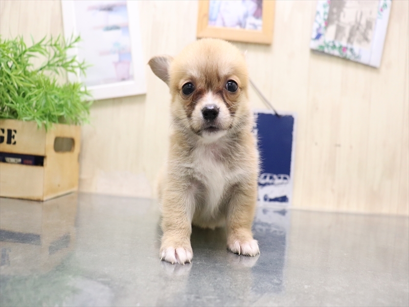 兵庫県のチワコーギー(チワワ×コーギー) (ワンラブブルメール舞多聞店/2025年8月2日生まれ/女の子/レッド)の子犬の2枚目の画像
