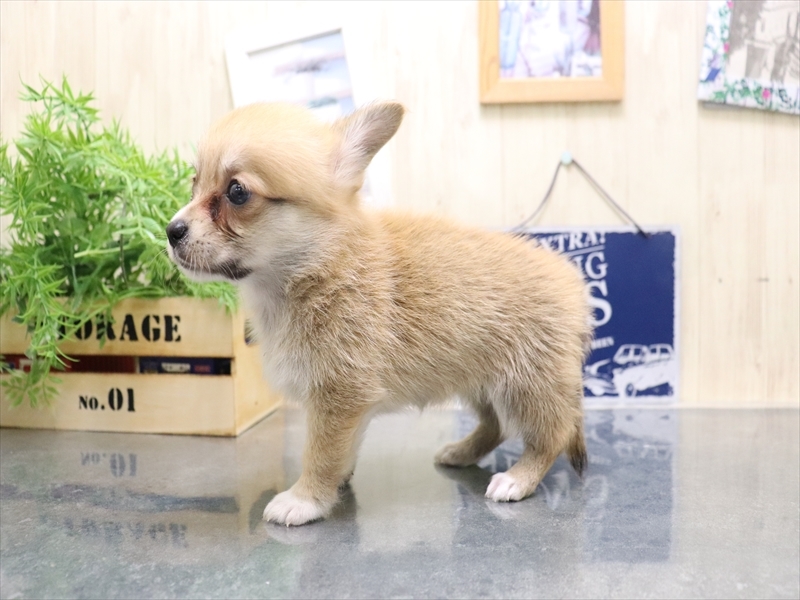 愛知県のチワコーギー(チワワ×コーギー) (ワンラブ名古屋守山インター総本店/2025年8月2日生まれ/女の子/レッド)の子犬の3枚目の画像