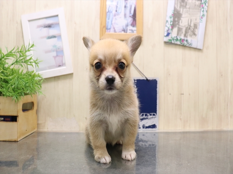 愛知県のチワコーギー(チワワ×コーギー) (ワンラブ名古屋守山インター総本店/2025年8月2日生まれ/女の子/レッド)の子犬の2枚目の画像