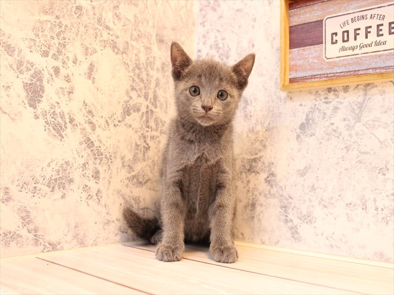 神奈川県のロシアンブルー (ワンラブCoaska Bayside横須賀店/2025年8月4日生まれ/女の子/ブルー)の子猫の2枚目の画像