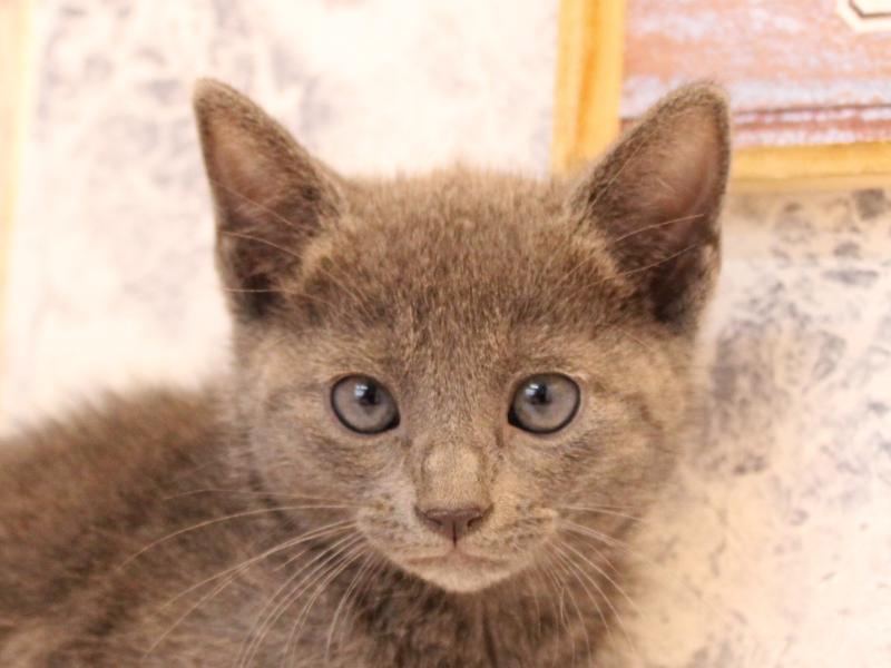 神奈川県のロシアンブルー (ワンラブLICOPA 川崎店/2025年8月4日生まれ/女の子/ブルー)の子猫の1枚目の画像