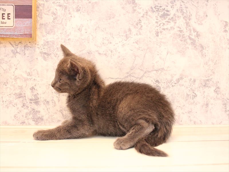 神奈川県のロシアンブルー (ワンラブLICOPA 川崎店/2025年8月4日生まれ/女の子/ブルー)の子猫の3枚目の画像