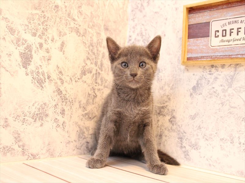 神奈川県のロシアンブルー (ワンラブLICOPA 川崎店/2025年8月4日生まれ/女の子/ブルー)の子猫の2枚目の画像