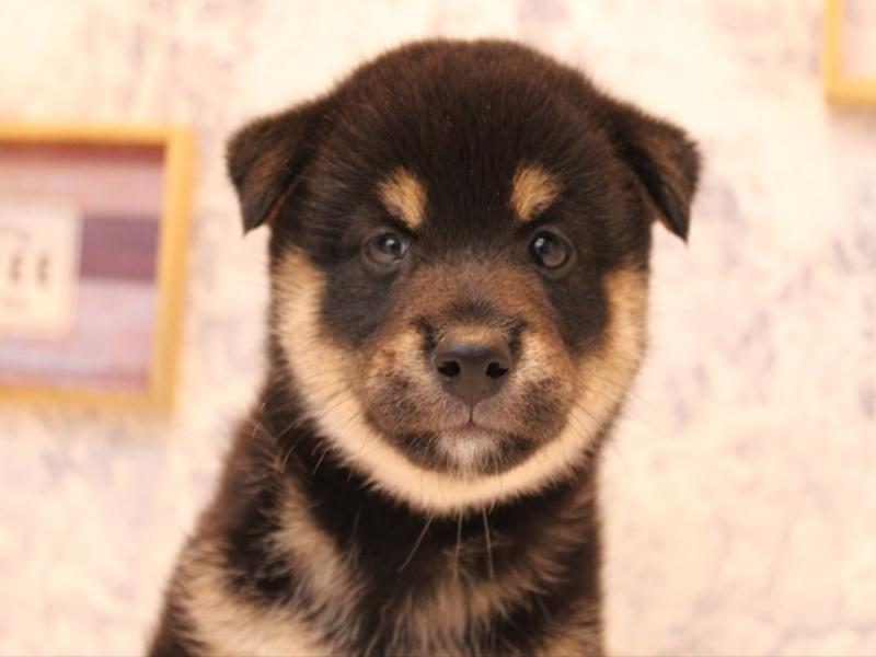 神奈川県の柴犬(標準サイズ) (ワンラブフレスポ小田原シティーモール店/2025年8月4日生まれ/女の子/黒)の子犬の1枚目の画像