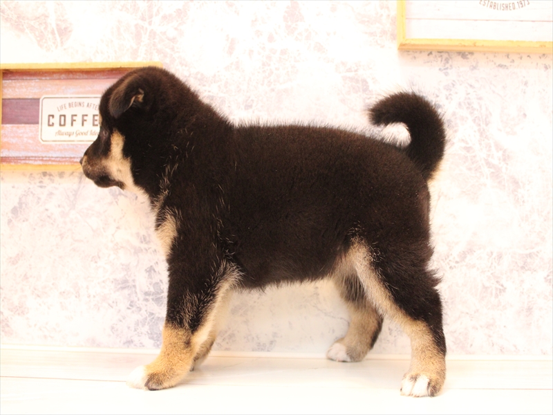 神奈川県の柴犬(標準サイズ) (ワンラブフレスポ小田原シティーモール店/2025年8月4日生まれ/女の子/黒)の子犬の3枚目の画像
