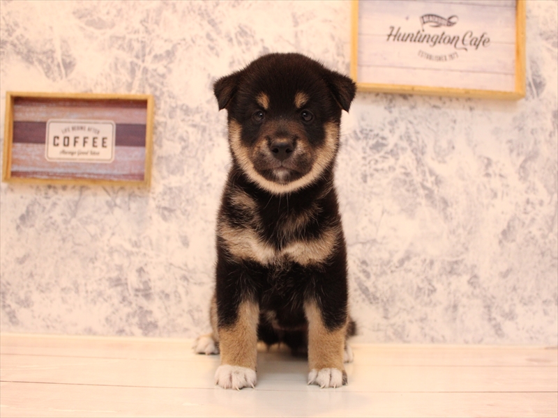 神奈川県の柴犬(標準サイズ) (ワンラブフレスポ小田原シティーモール店/2025年8月4日生まれ/女の子/黒)の子犬の2枚目の画像