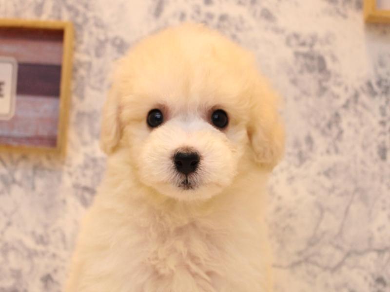 東京都のビションフリーゼ (ワンラブイーアス高尾店/2025年8月4日生まれ/男の子/ホワイト)の子犬の1枚目の画像