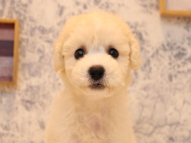 神奈川県のビションフリーゼ (ワンラブLICOPA 川崎店/2025年8月4日生まれ/男の子/ホワイト)の子犬の1枚目の画像