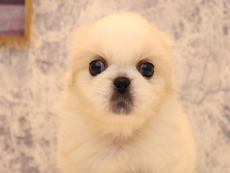 埼玉県のペキニーズ (ワンラブ埼玉寄居店/2025年8月4日生まれ/男の子/クリーム)の子犬の1枚目の画像