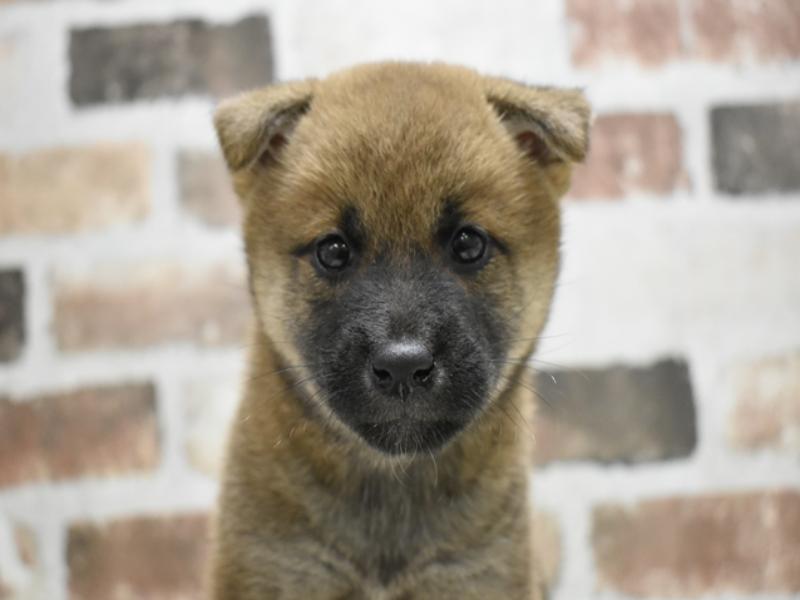 愛知県の柴犬(標準サイズ) (ワンラブ名古屋守山インター総本店/2025年8月4日生まれ/女の子/赤)の子犬の1枚目の画像
