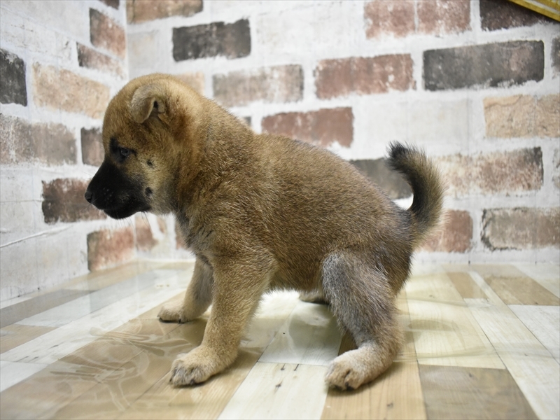 愛知県の柴犬(標準サイズ) (ワンラブ名古屋守山インター総本店/2025年8月4日生まれ/女の子/赤)の子犬の3枚目の画像