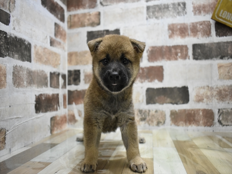 愛知県の柴犬(標準サイズ) (ワンラブ名古屋守山インター総本店/2025年8月4日生まれ/女の子/赤)の子犬の2枚目の画像