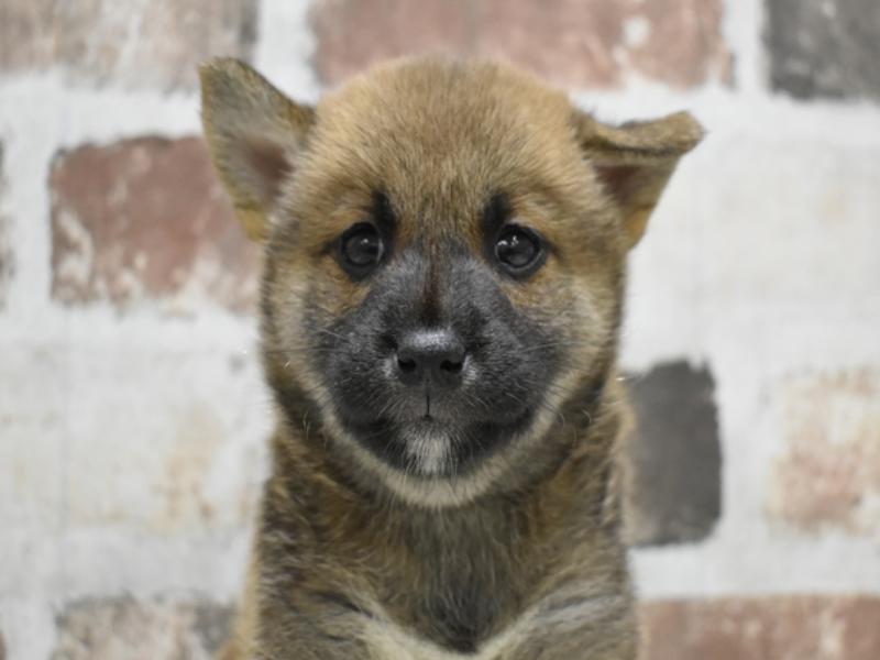 愛知県の柴犬(標準サイズ) (ワンラブ名古屋守山インター総本店/2025年8月4日生まれ/男の子/赤)の子犬の1枚目の画像