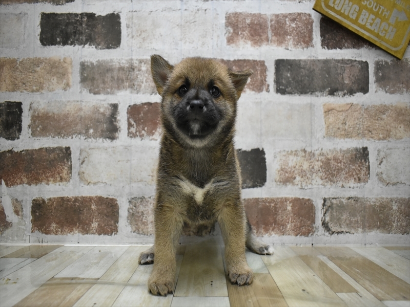 愛知県の柴犬(標準サイズ) (ワンラブ名古屋守山インター総本店/2025年8月4日生まれ/男の子/赤)の子犬の2枚目の画像