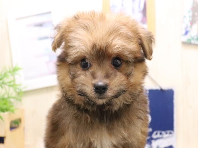 愛知県のポメプー(ポメラニアン×プードル) (ワンラブ名古屋守山インター総本店/2025年8月6日生まれ/女の子/オレンジセーブル)の子犬の1枚目の画像