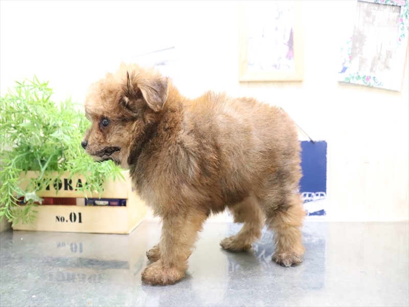 愛知県のポメプー(ポメラニアン×プードル) (ワンラブ名古屋守山インター総本店/2025年8月6日生まれ/女の子/オレンジセーブル)の子犬の3枚目の画像