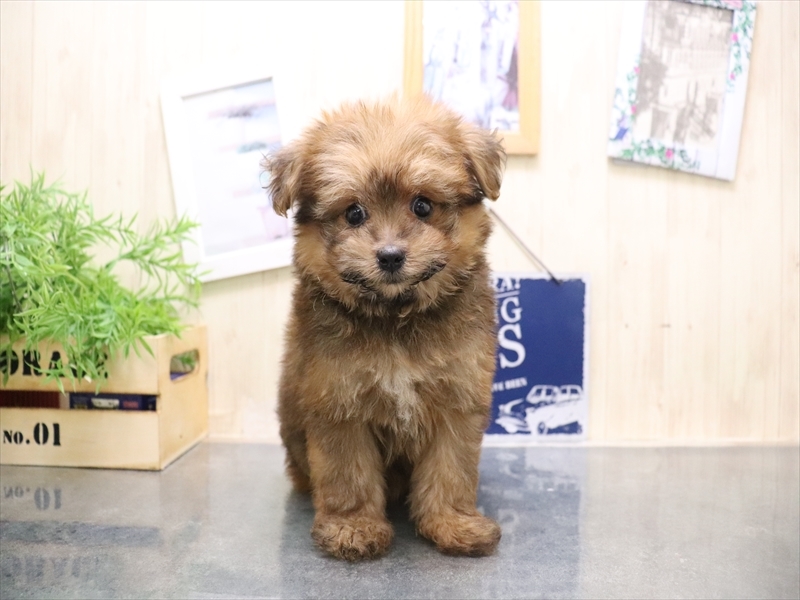 愛知県のポメプー(ポメラニアン×プードル) (ワンラブ名古屋守山インター総本店/2025年8月6日生まれ/女の子/オレンジセーブル)の子犬の2枚目の画像