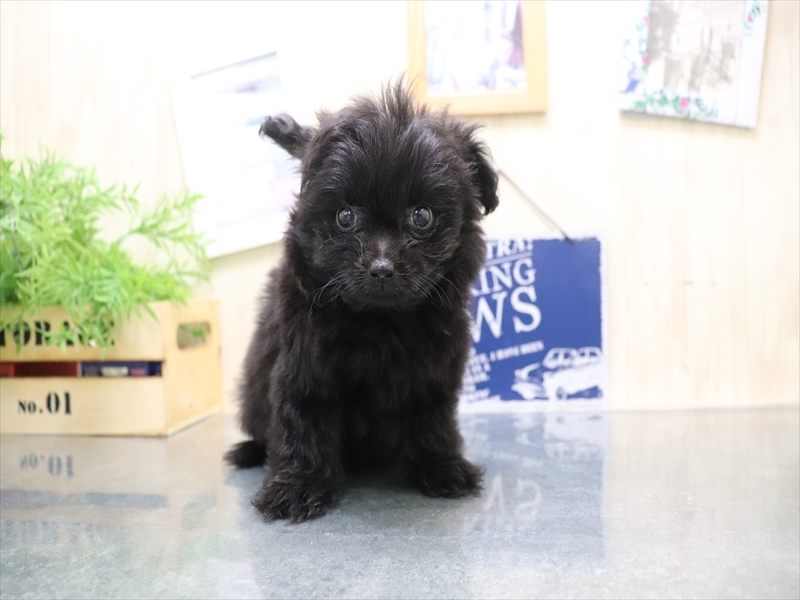 愛知県のポメプー(ポメラニアン×プードル) (ワンラブ名古屋守山インター総本店/2025年8月6日生まれ/女の子/ブラック)の子犬の2枚目の画像
