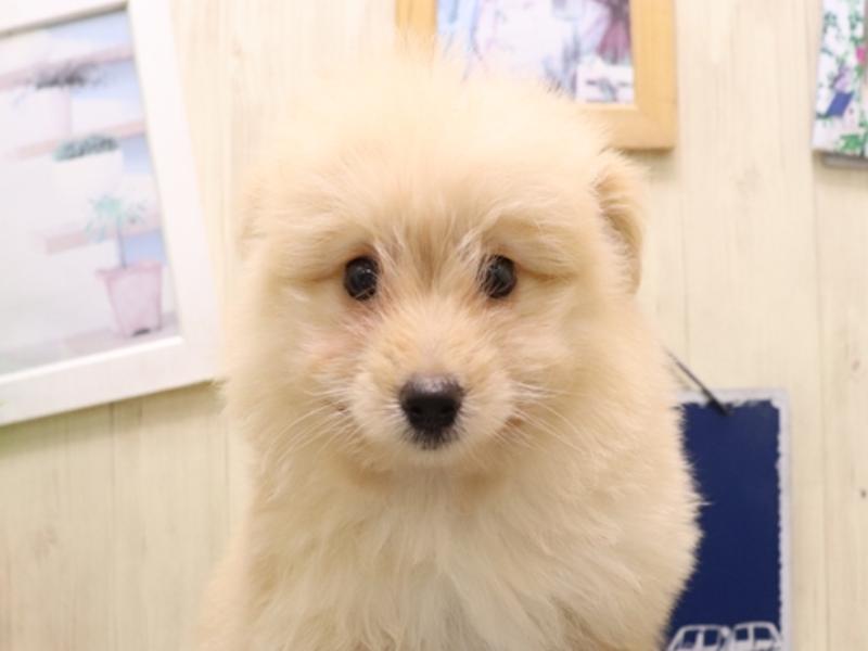 愛知県のポメプー(ポメラニアン×プードル) (ワンラブ名古屋守山インター総本店/2025年8月6日生まれ/男の子/クリーム)の子犬の1枚目の画像