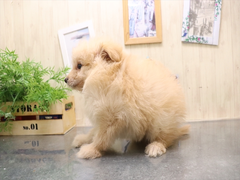愛知県のポメプー(ポメラニアン×プードル) (ワンラブ名古屋守山インター総本店/2025年8月6日生まれ/男の子/クリーム)の子犬の3枚目の画像
