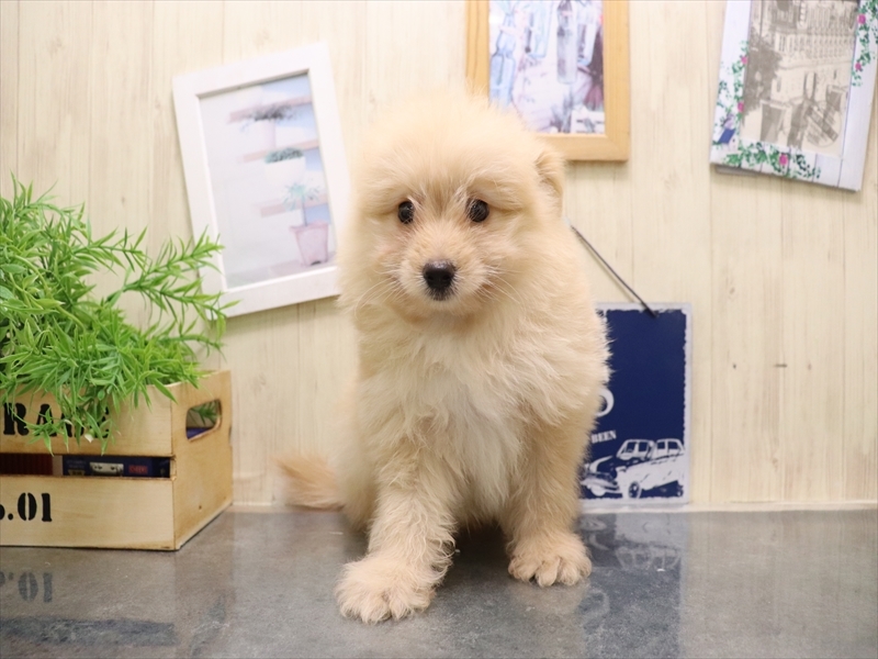 愛知県のポメプー(ポメラニアン×プードル) (ワンラブ名古屋守山インター総本店/2025年8月6日生まれ/男の子/クリーム)の子犬の2枚目の画像
