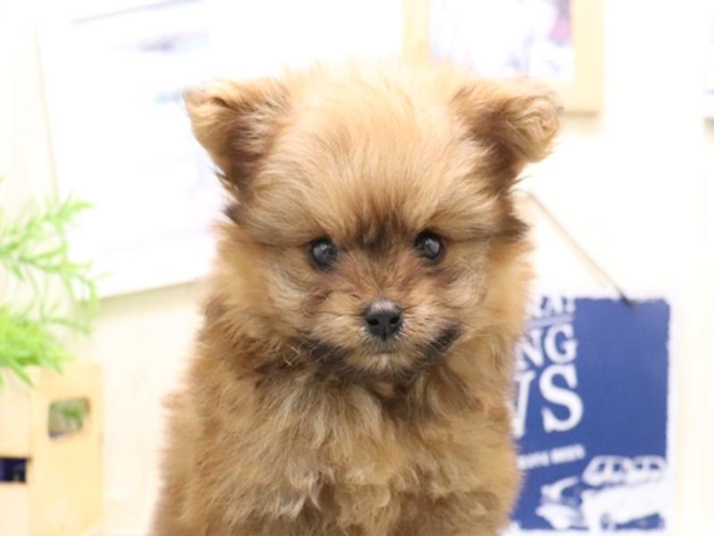 愛知県のポメプー(ポメラニアン×プードル) (ワンラブ名古屋守山インター総本店/2025年8月6日生まれ/男の子/オレンジセーブル)の子犬の1枚目の画像