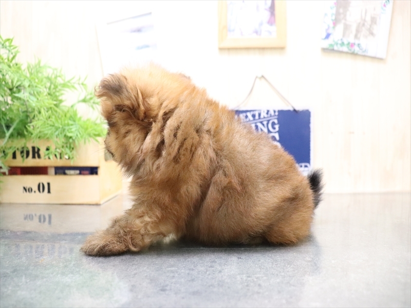 愛知県のポメプー(ポメラニアン×プードル) (ワンラブ名古屋守山インター総本店/2025年8月6日生まれ/男の子/オレンジセーブル)の子犬の3枚目の画像