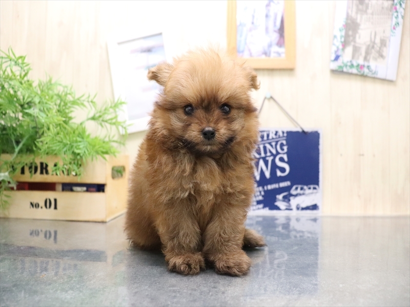 愛知県のポメプー(ポメラニアン×プードル) (ワンラブ名古屋守山インター総本店/2025年8月6日生まれ/男の子/オレンジセーブル)の子犬の2枚目の画像
