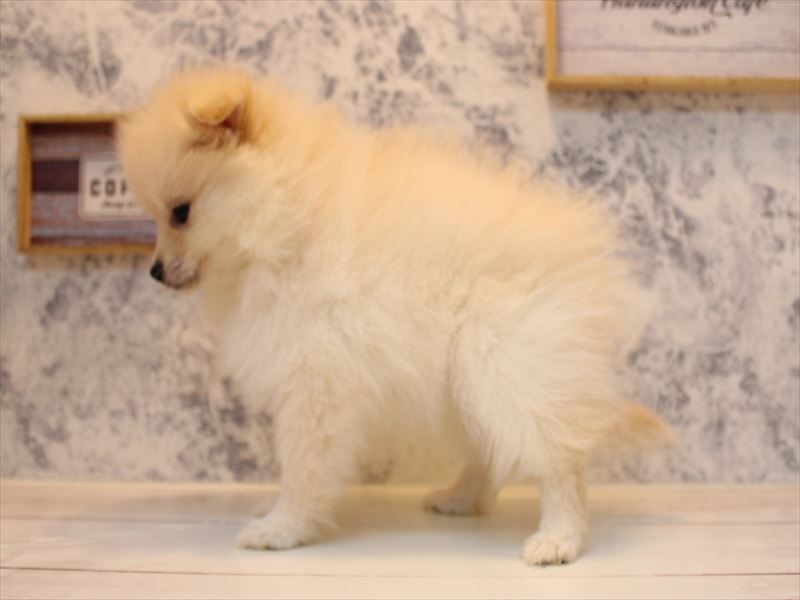 埼玉県のポメラニアン (ワンラブ埼玉寄居店/2025年8月6日生まれ/女の子/クリーム)の子犬の3枚目の画像